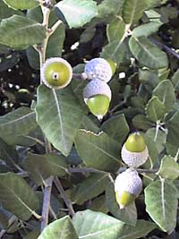 glands de chne vert