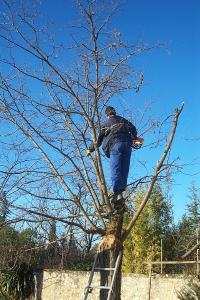 Les emloys ont taill tous les arbres mercredi