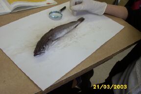 Un poisson examin  la loupe