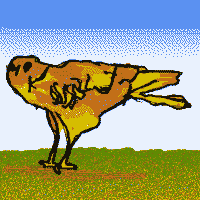 Tout savoir sur les rapaces du Luberon