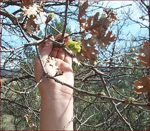 Bourgeons et nouvelles feuilles