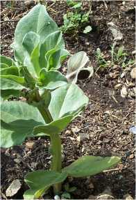 Fevier fleuri