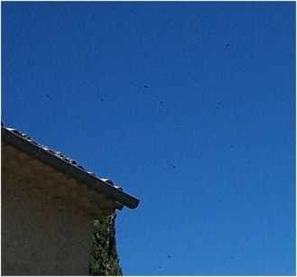 martinets dans le ciel