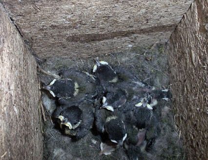 Oisillons dans le nichoir