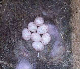 oeufs de msange