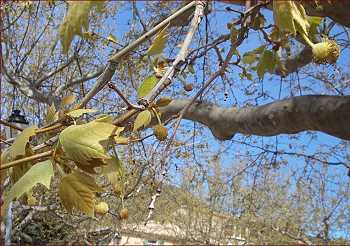 fleurs de platane