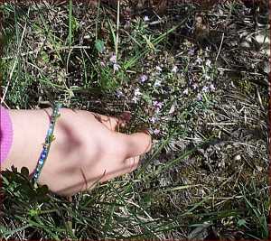 Thym en fleur