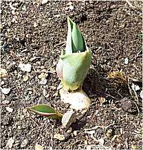 Oignon de tulipe en avril