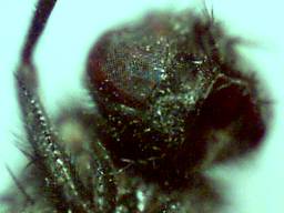 tte de mouche